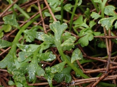 Leptinella longipes