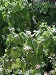 Sparrmannia africana