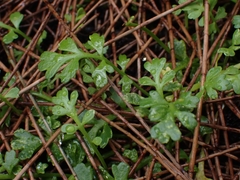 Leptinella longipes