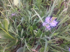 Scaevola calendulacea