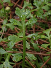 Leptinella longipes