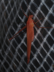 Polichne