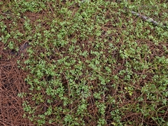Leptinella longipes
