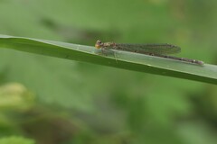 Pseudagrion aureofrons