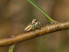 Opisthoncus abnormis