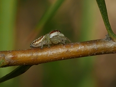 Opisthoncus abnormis