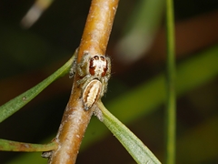 Opisthoncus abnormis