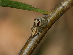 Opisthoncus abnormis