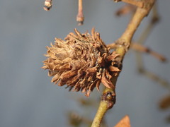 Asphondylia rosetta