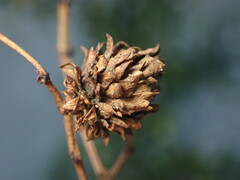 Asphondylia rosetta