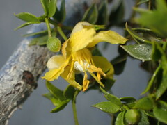 Asphondylia rosetta