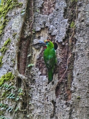 Psilopogon mystacophanos