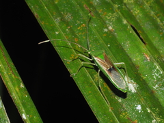 Homoeocerus bipunctatus