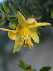 Asphondylia rosetta