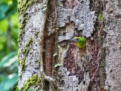 Psilopogon mystacophanos