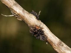 Septobasidium clelandii