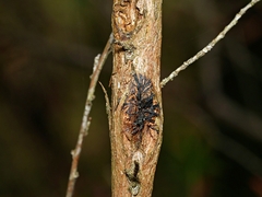 Septobasidium clelandii