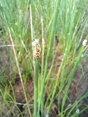 Eleocharis acuta