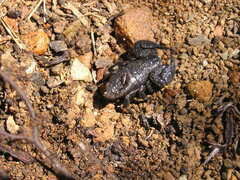 Opisthacanthus capensis