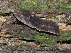 Platerodrilus igneus