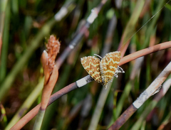 Chrysolarentia chrysocyma