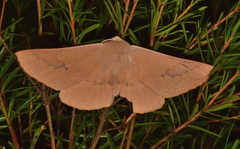 Monoctenia falernaria