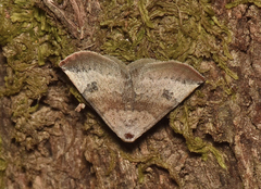 Mataeomera mesotaenia