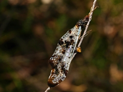 Periclystus circuiter