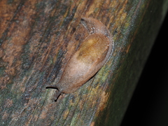 Limacoidei