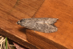 Heteromicta pachytera