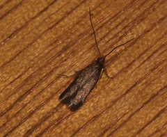 Lecithocera terrigena