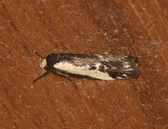 Cosmaresta placochorda