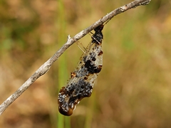 Periclystus circuiter