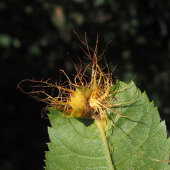 Diplolepis rosae