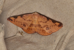 Onycodes traumataria