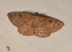 Casbia melanops