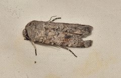 Proteuxoa amaurodes