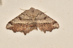 Dissomorphia australiaria