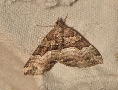 Chrysolarentia