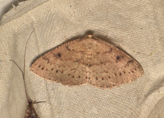 Casbia melanops