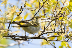 Phylloscopus proregulus
