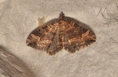 Epyaxa subidaria