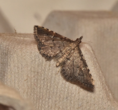 Metasia capnochroa