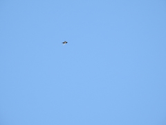 Streptoprocne semicollaris