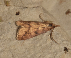 Pyraustinae