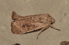 Cerastis punctosa