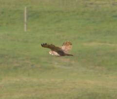 Bubo bubo