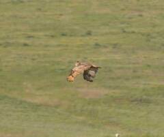 Bubo bubo