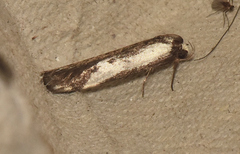 Cosmaresta placochorda