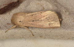 Bathytricha truncata